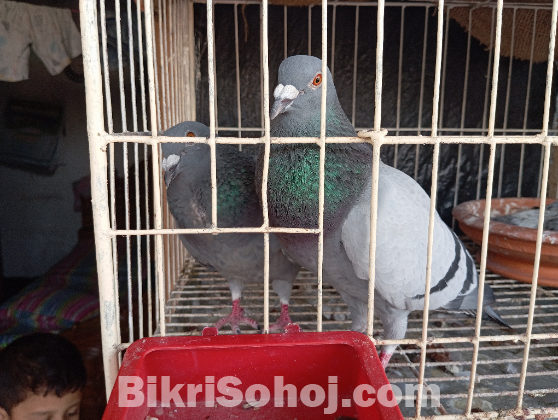 হোমা কবুতর